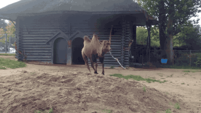 camel GIF