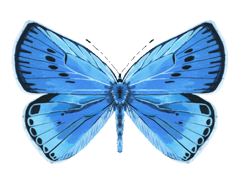Illustration Butterfly Sticker