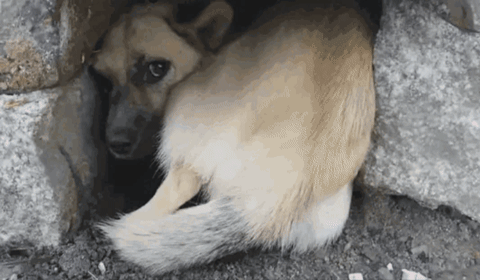 cuteanimalland giphygifmaker GIF