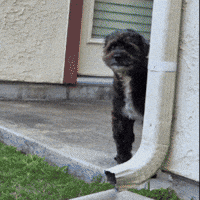 Casper GIF