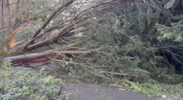 Trees Toppled During Storm Isha Block Roads in Northern Ireland