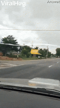 Herd Of Cows Wait For Traffic Signals To Cross Road GIF by ViralHog