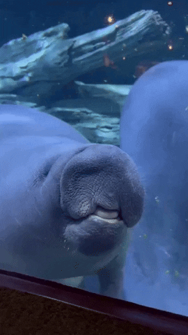 Aquarium Manatee GIF by Storyful