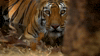 symphony for our world GIF by Nat Geo Wild 