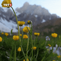 Flower Water GIF by TRT