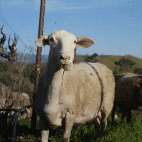 Sheep Eating GIF by PBS Digital Studios
