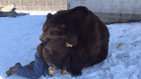 Man and His Bear Friend Play in the Snow