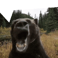 Bear GIF