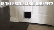 PCHOfficial game dog money win GIF