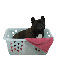 Bulldog Laundry Sticker by LanaBandana Dogwear