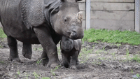 Adorable Baby Rhino Makes His Debut at Buffalo Zoo