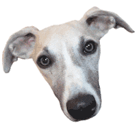 Dogs Puppy Sticker by Macattack