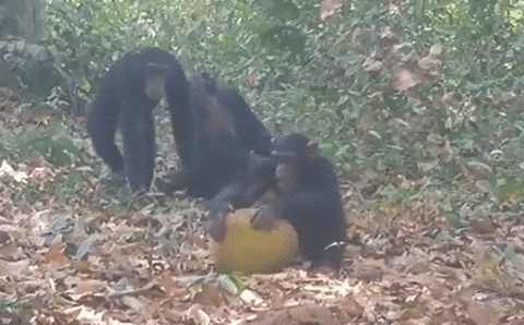 58d4b6a0e8004dd6a499524384e88c9f giphyupload GIF