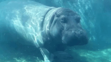 Cincinnati Zoo's Fiona, Bibi 'Kiss Crash' Under Water in Adorable Display of Affection
