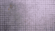 Crocus GIF by Matchbox Mountain