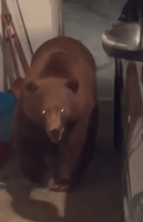 Couple Wake Up to Find Bear Snooping Around Garage