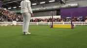 dog show GIF by Westminster Kennel Club