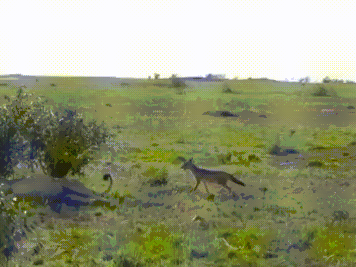 giffunme giphyupload GIF