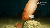 Hungry Deep Sea GIF by Monterey Bay Aquarium