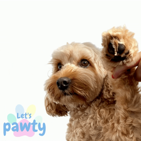 LetsPawty giphyupload gus dog toys dog accessories GIF