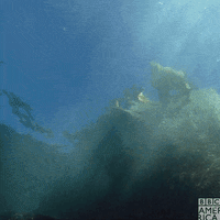 Sea Lion Splash GIF by BBC America