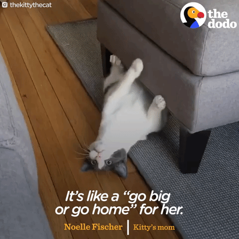 cat GIF by The Dodo