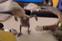 gigaushakbugra dans kuş GIF