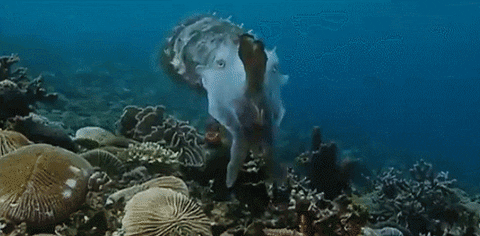 pet cuttlefish GIF