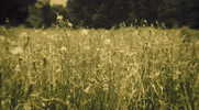 spring GIF