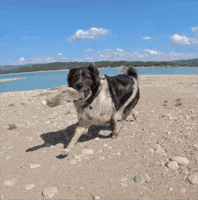 Beach Clean Up Litter Picking GIF by The Vanlife Network