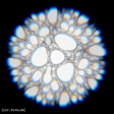 bacteria GIF by Psyklon