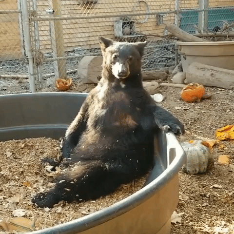 Rescue Bear Chilling In Idaho Tub Cool As Can Be
