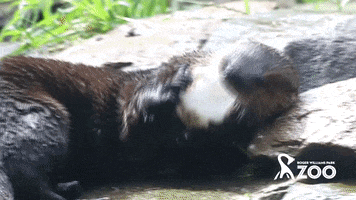 Hungry Otter GIF by Roger Williams Park Zoo