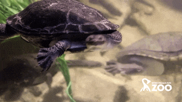Swim Swimming GIF by Roger Williams Park Zoo
