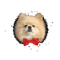 thorpompup dog star puppy boss Sticker