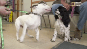 season 8 DRPOL GIF by Nat Geo Wild 