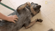 season 8 DRPOL GIF by Nat Geo Wild 