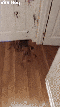 Kids Decide To Paint The Entire Upstairs Themselves GIF by ViralHog