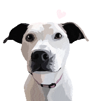 Dog Adopt Sticker by Watertown Humane Society