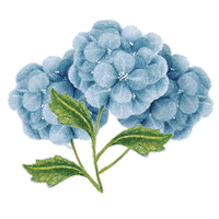 Berries Blackberry Sticker