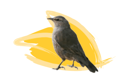 Endangered Species Australia Sticker by NSW Department of Planning, Industry and Environment
