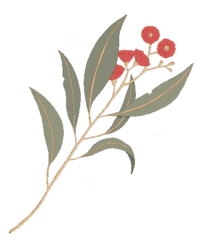 australian eucalyptus ingridbart gumblossom Sticker