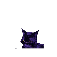 rodkim side eye cute cat say what black cat Sticker