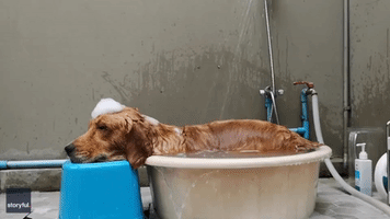 Adorable Golden Retriever Falls Asleep During Bath