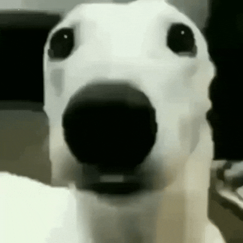 Perro Meme GIF