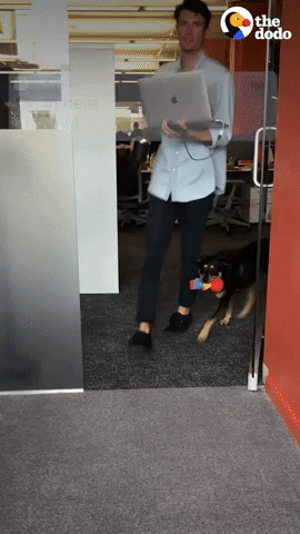 Dog Office GIF by The Dodo