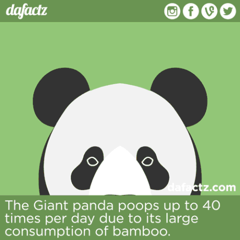 giant panda GIF
