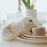 Baby Bunny GIF by MSD Online Shop