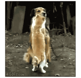 cuteanimalland giphyupload GIF