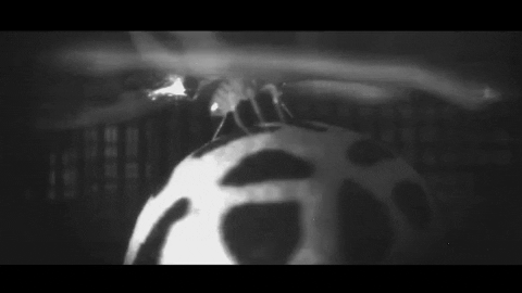 GIF by Harvard Medical School